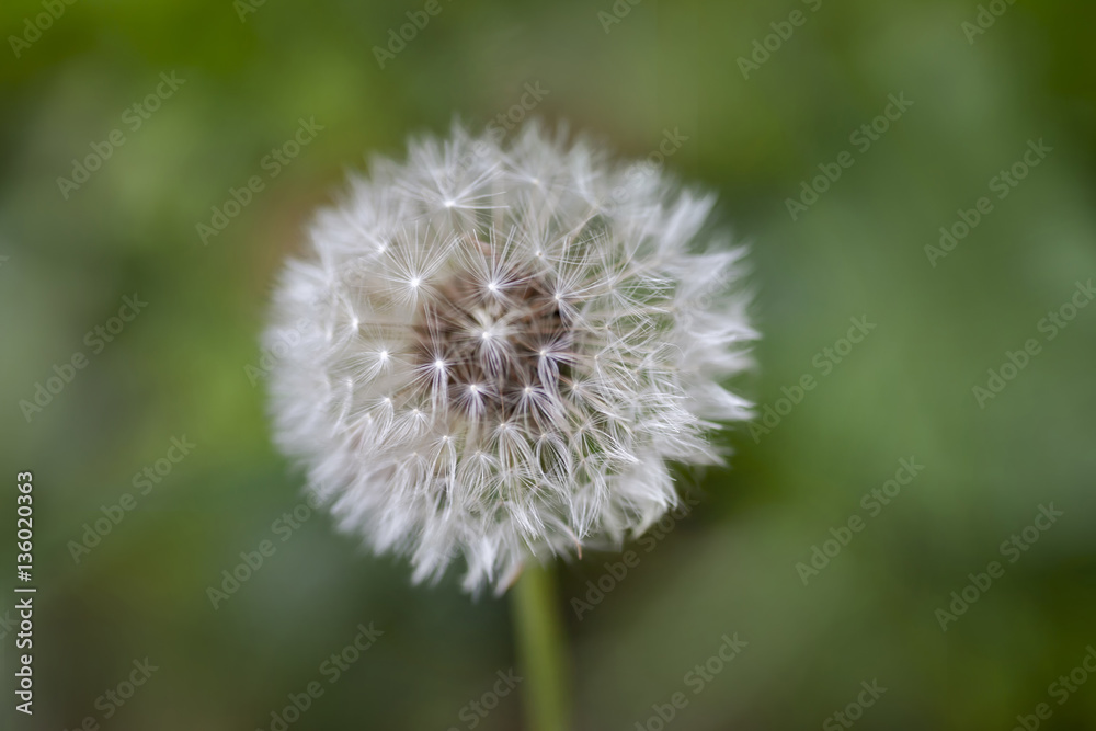 Fototapeta premium Loewenzahn
