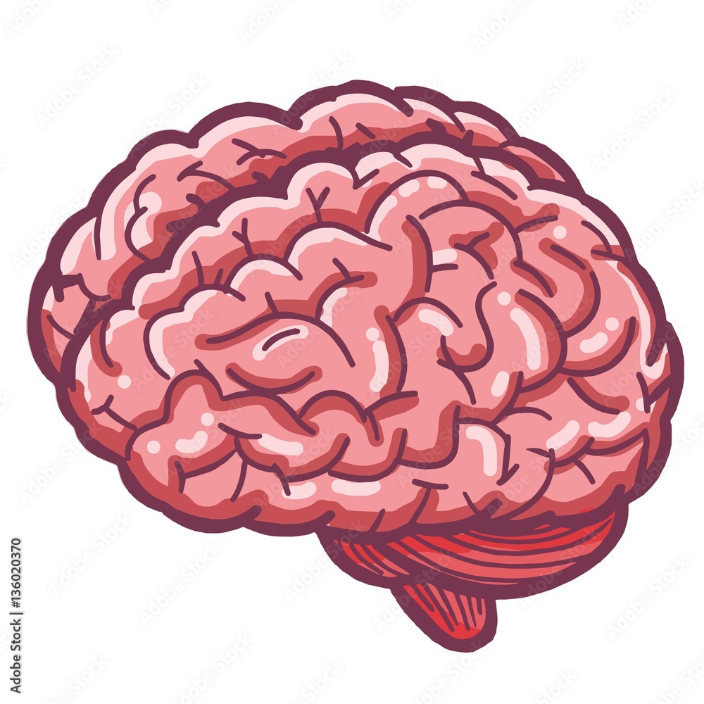 Brain's anatomy cartoon illustration vector. Brain's anatomy cartoon illustration vector.
