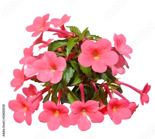 Flowering plant collector achimenes, isolated on white background