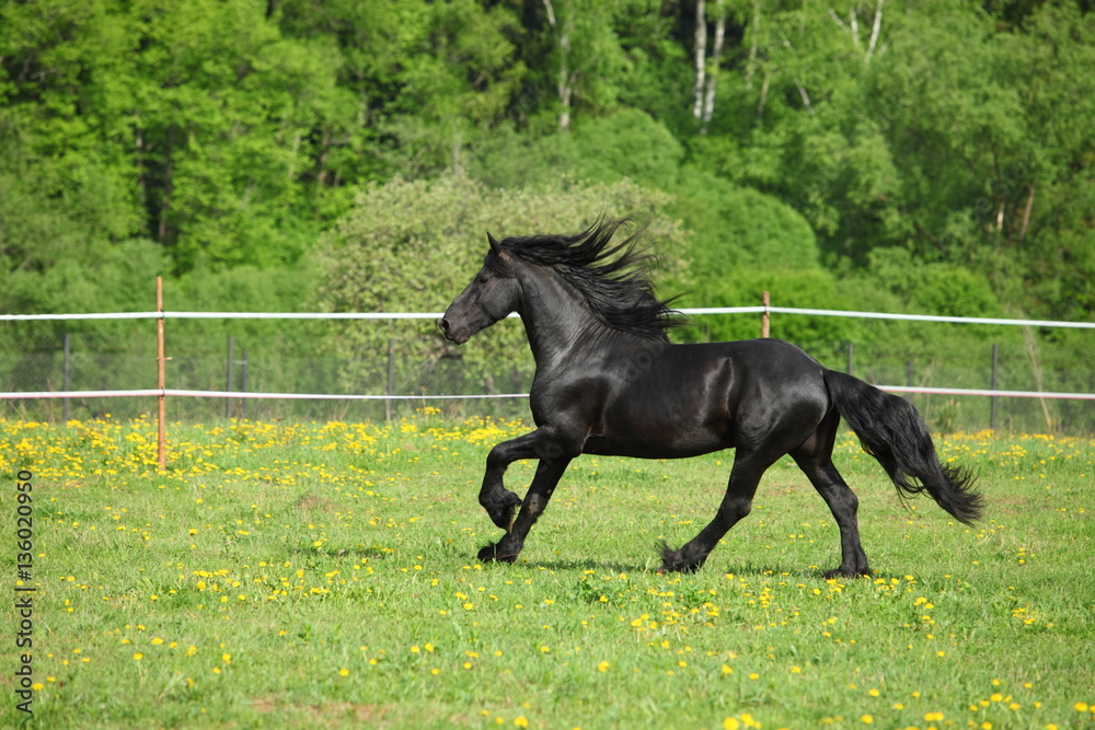 Friesian horse galloping in a green field Friesian horse galloping in a green field