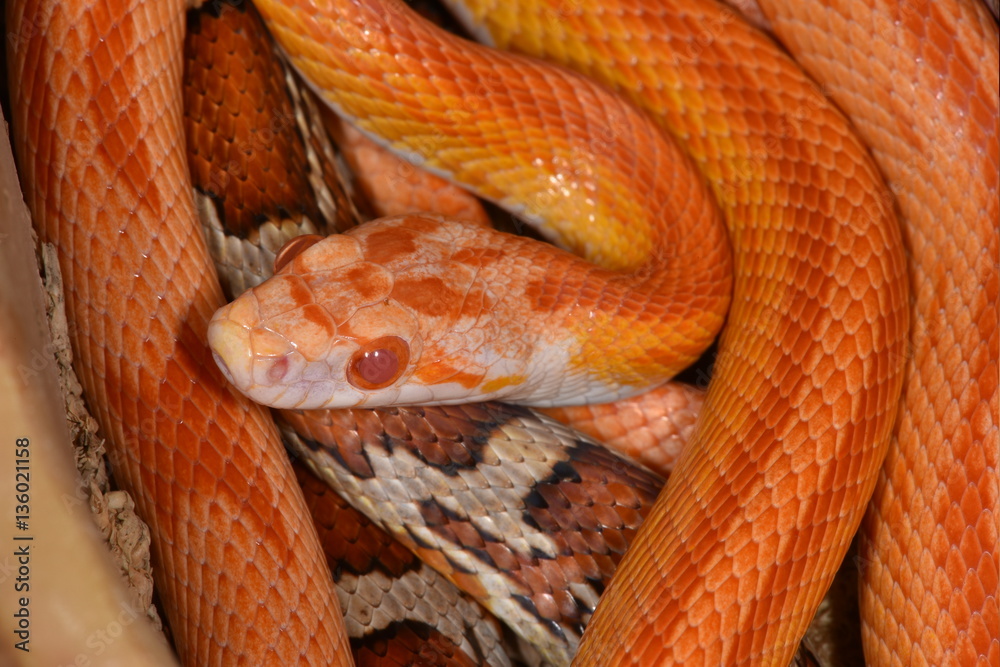 Fototapeta premium Kornnatter