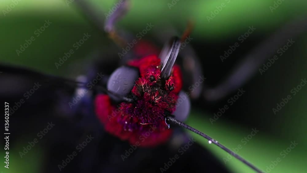 Mariposa.