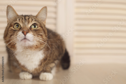 Cat lying on wooden background