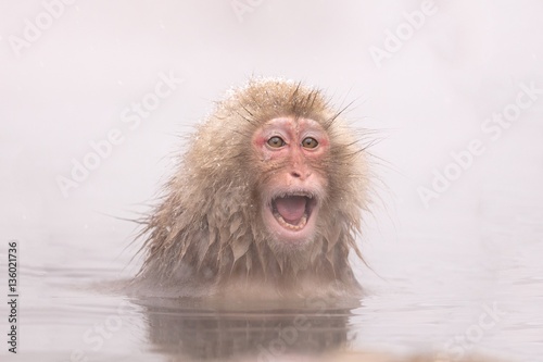 Canvas Print Surprised Snow Monkey (Macaca fuscata) in Nagano, Japan