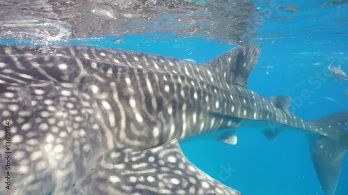 Whale Shark swimming in the clear blue water. Rhincodon typus. Whale shark underwater. 4K video, Philippines, Oslob.. Wonderful and beautiful underwater world.