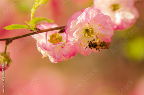 Bee on a flower of almond. Close-up.