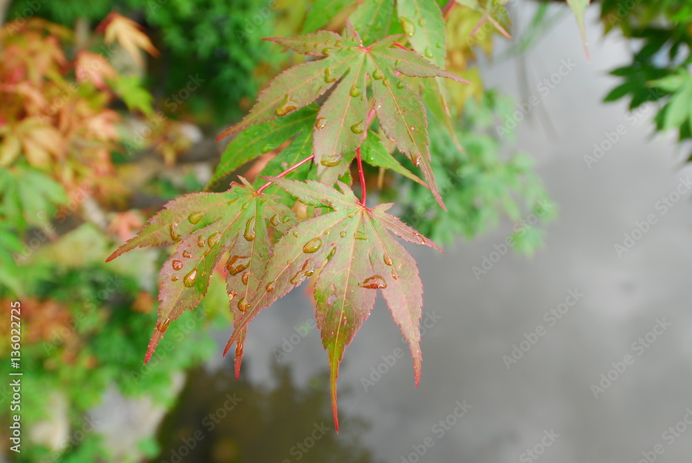 Central Civic Center