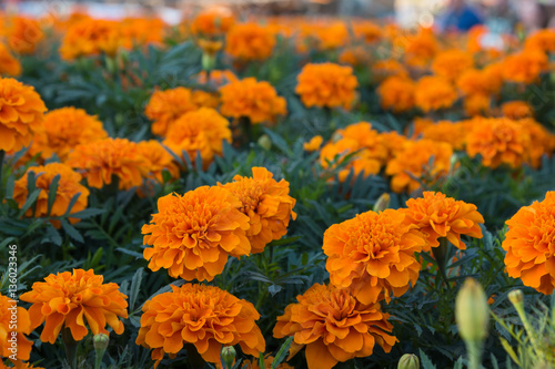 Tagetes Patula Flowers, Orange Marigolds © GioRez