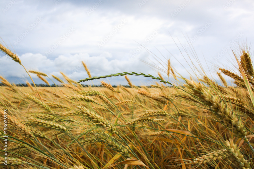 Obraz premium wheat field