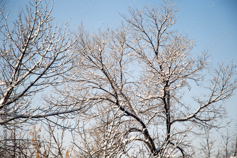 winter snow weather on forest with tree branch in light of street lamp useful for background winter snow weather on forest with tree branch in light of street lamp useful for background