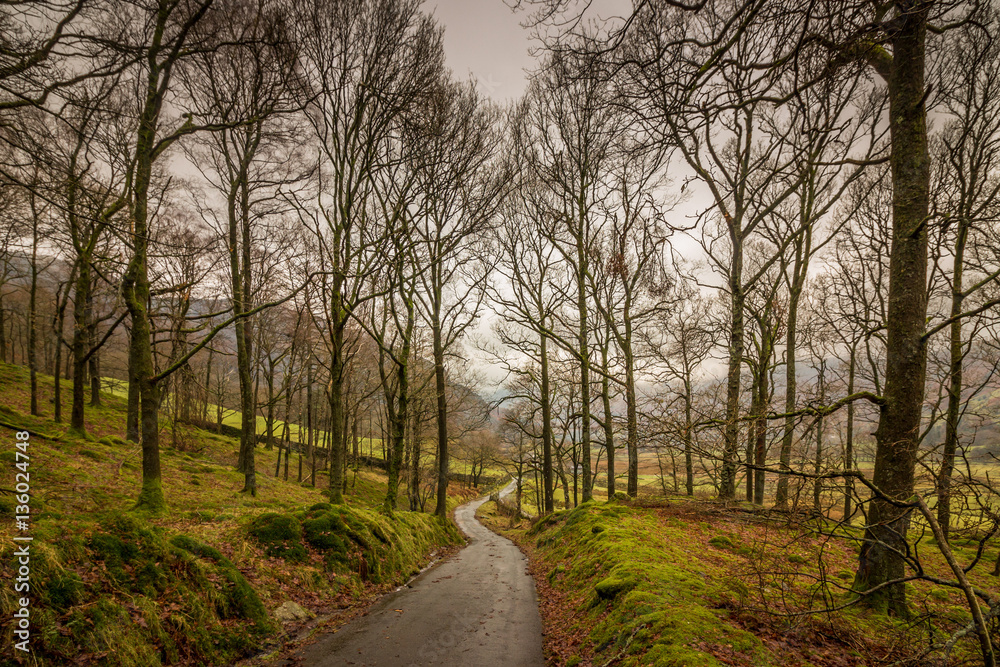 Footpath through the woods in the Langdale Valley, heading towards Oak Howe on a cloudy and gloomy winter afternoon in the Lake District, England, UK. Footpath through the woods in the Langdale Valley, heading towards Oak Howe on a cloudy and gloomy winter afternoon in the Lake District, England, UK.