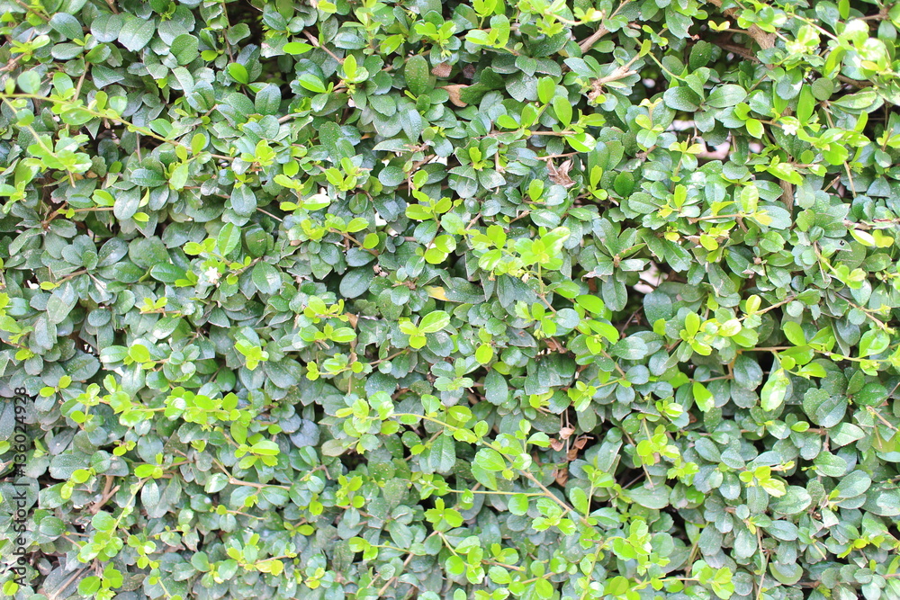Green leak wall Green leak wall