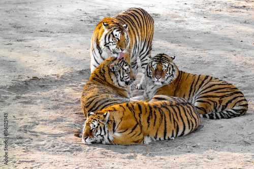 Fototapeta Naklejka Na Ścianę i Meble -  Tigers on the road.