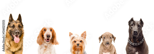 Portrait of five dogs together, closeup, isolated on white background