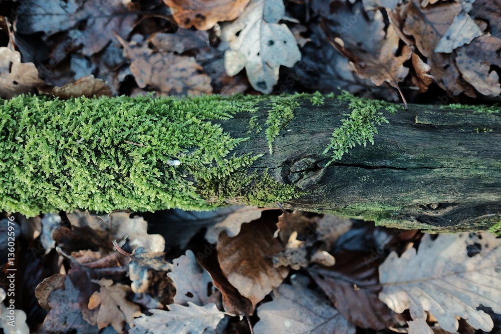 Tronc d'arbre recouvert de mousse Tronc d'arbre recouvert de mousse