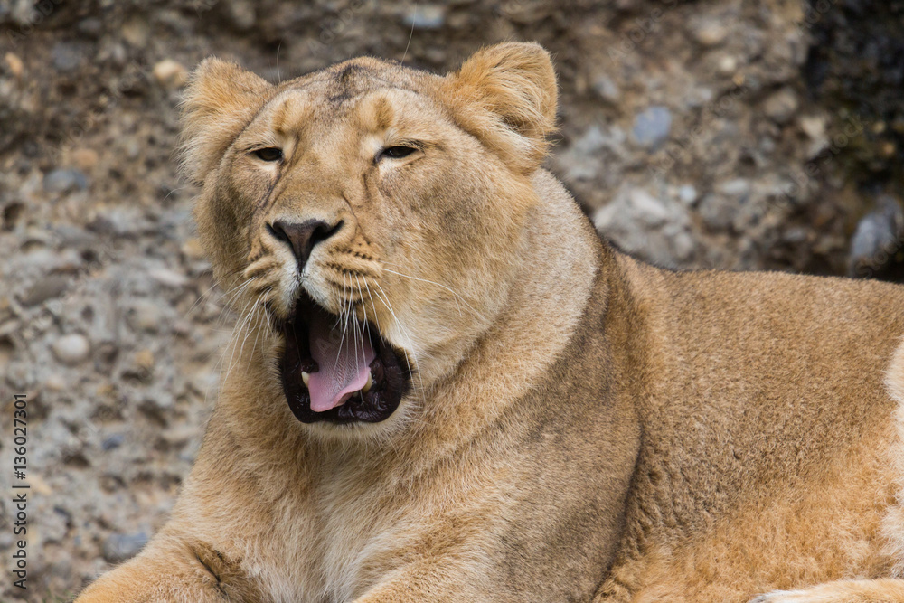 Portrait of a tired female lion yawning Portrait of a tired female lion yawning