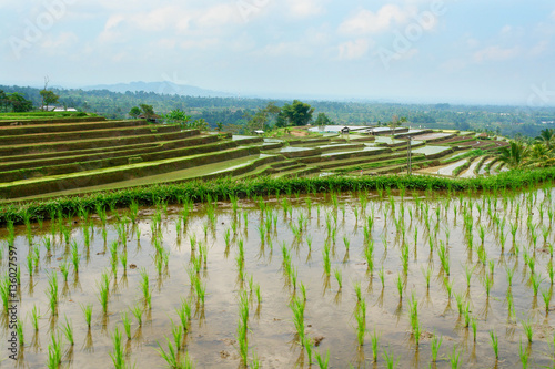 View of rice fields on the Indonesian island Bali 