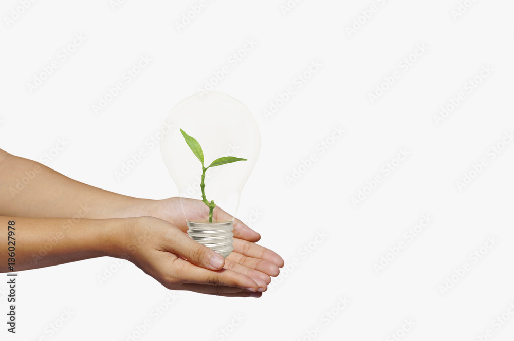 hand holding and giving bulb of green tree isolated on white background, concept in save energy, power and world by plant