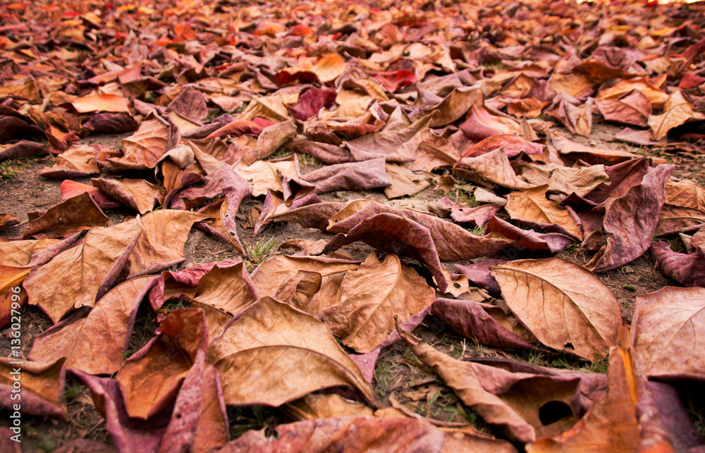Pile of Dry leaf on floor in autumn Pile of Dry leaf on floor in autumn