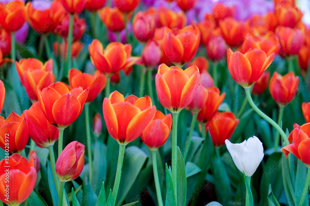 coloful tulip flower background
