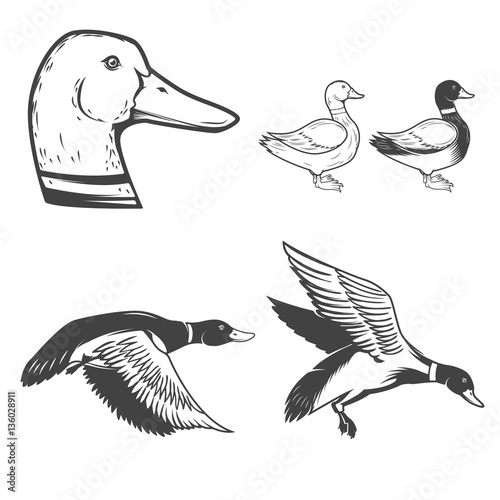 Set of wild ducks icons isolated on white background. Duck hunti