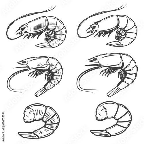 Set of shrimps icons isolated on white background. Seafood. Desi