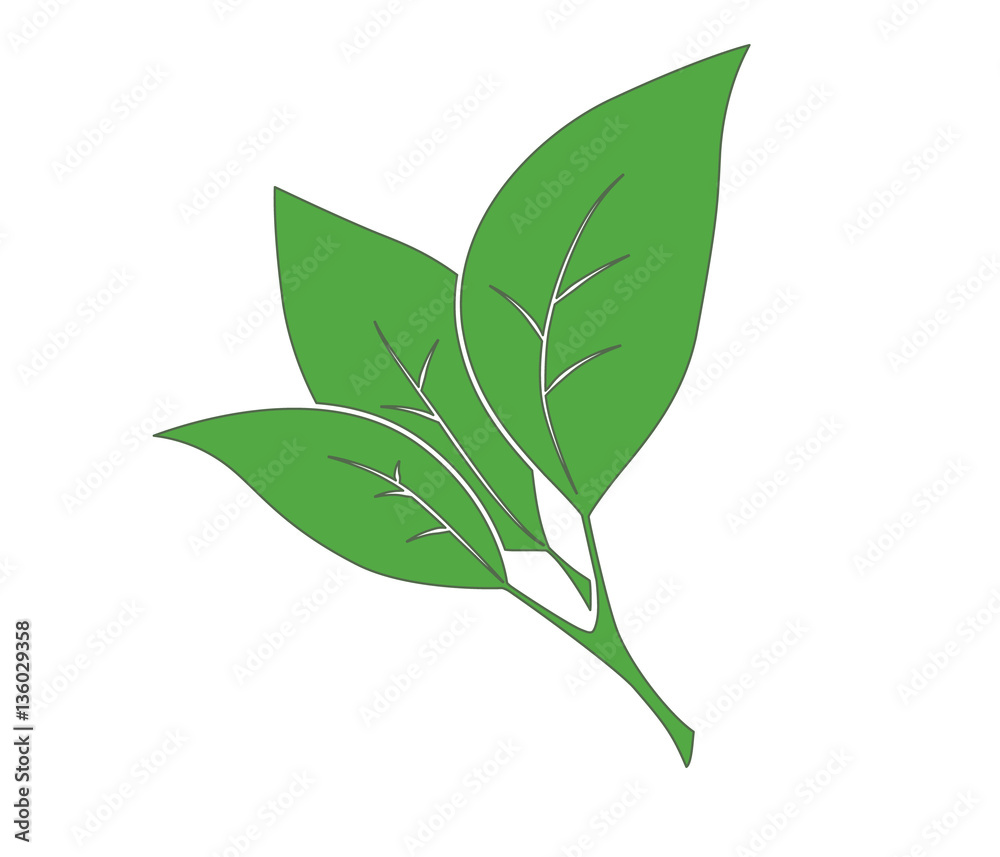 Fototapeta premium Green branch with leaves