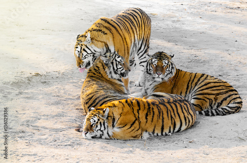 Fototapeta Naklejka Na Ścianę i Meble -  Tigers on the road.