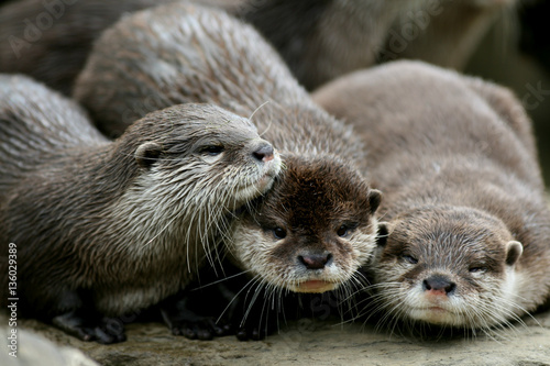 Group of three otters huddled together