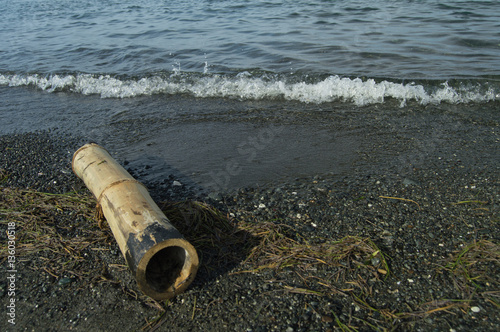 Driftwood on the Shore