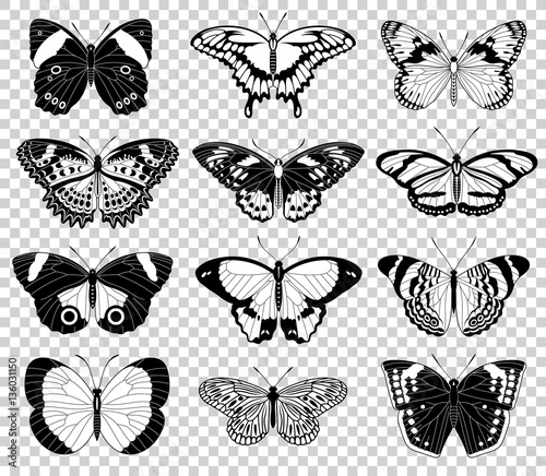 Vector butterfly illustrations