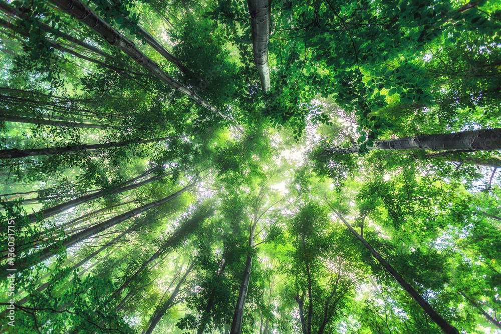 Beautiful nature at morning in the misty spring forest with sun Beautiful nature at morning in the misty spring forest with sun