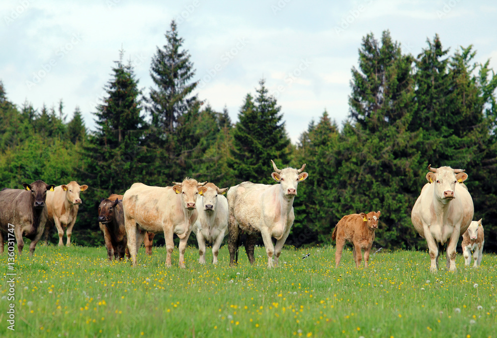 A herd of cow grazing on lush green meadow with calf A herd of cow grazing on lush green meadow with calf