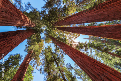 Dekoracja na wymiar  redwood-tree-in-sequoia-national-park-california