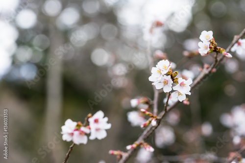 早春に咲くサクラ © tetsusan
