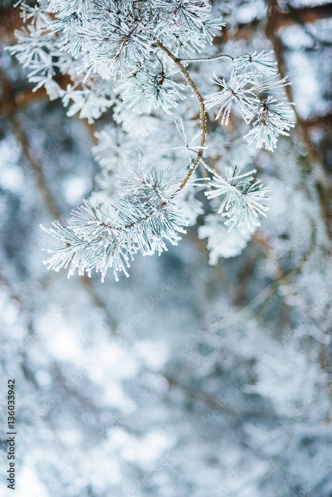 Winter forest pine tree snowflakes falling. Fir branches covered with frost and snow. Blurred winter background with copy space area. Background with snow covered branches.