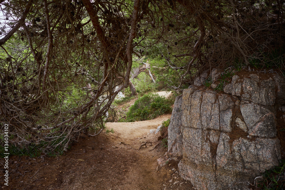 Big pine tree branches fallen down and make top cover on small narrow empty path on mountain Big pine tree branches fallen down and make top cover on small narrow empty path on mountain