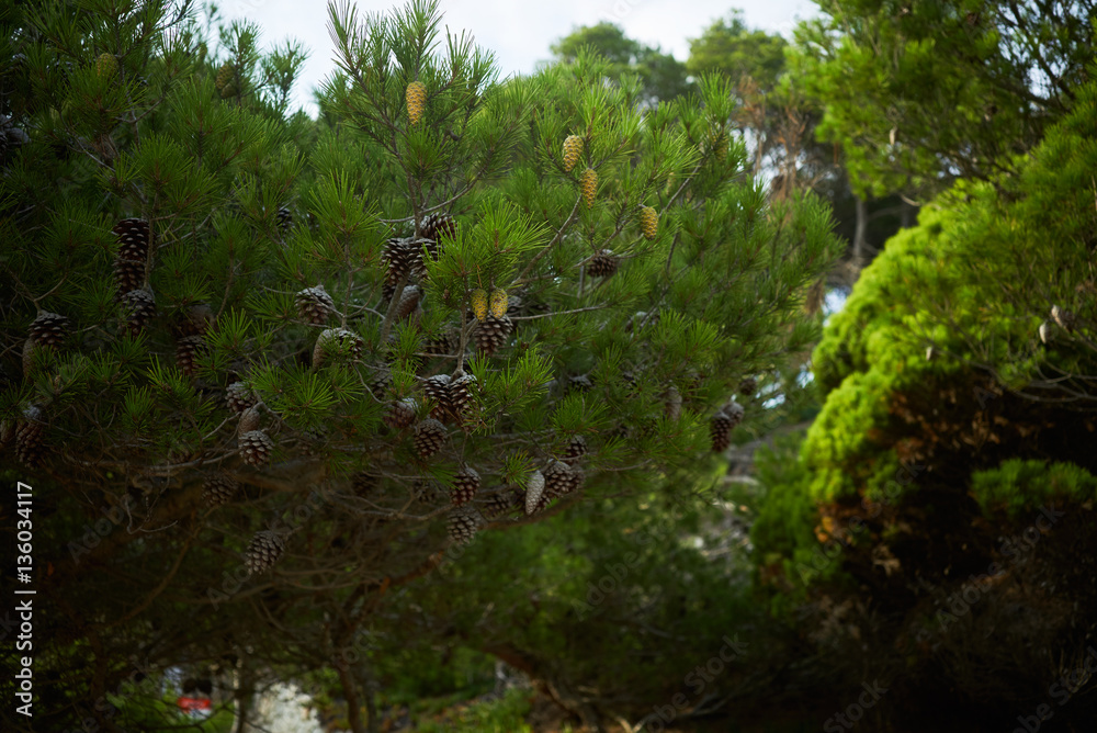 Close focus on pine tree branches with big strobilas on it, outdoor escaping and exploring nature in mountain forest Close focus on pine tree branches with big strobilas on it, outdoor escaping and exploring nature in mountain forest