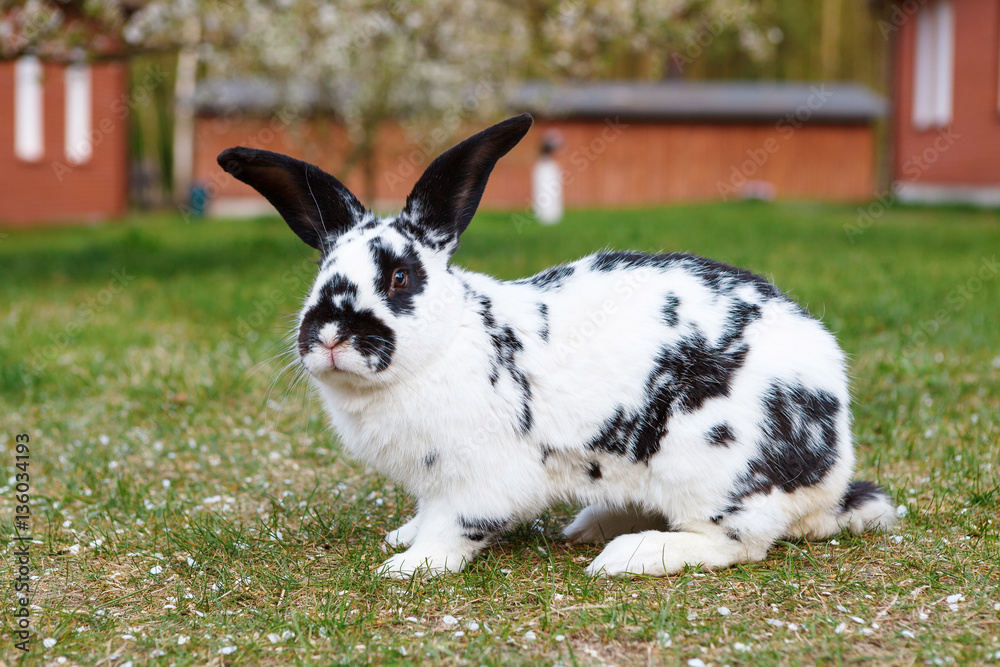 Obraz premium Checkered giant rabbit