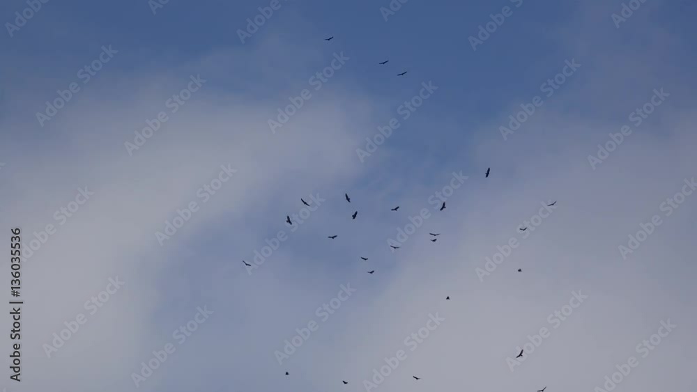 Large flock of Turkey vultures (Cathartes aura) in a blue sky. Vinales, Pinar del Rio, Large flock of Turkey vultures (Cathartes aura) in a blue sky. Vinales, Pinar del Rio,