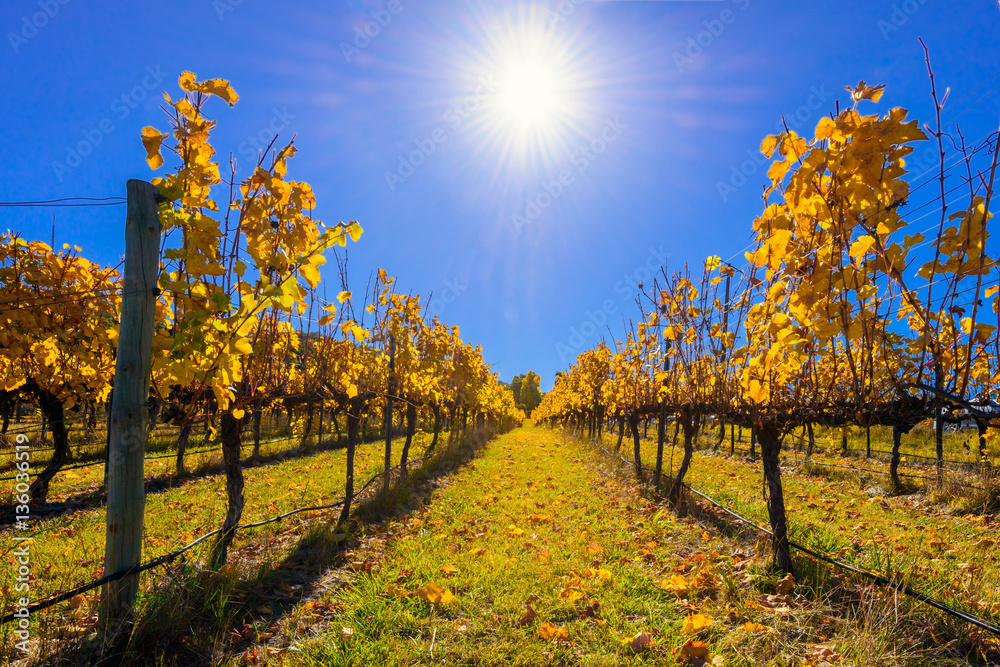 Naklejka premium Grape vines in autumn