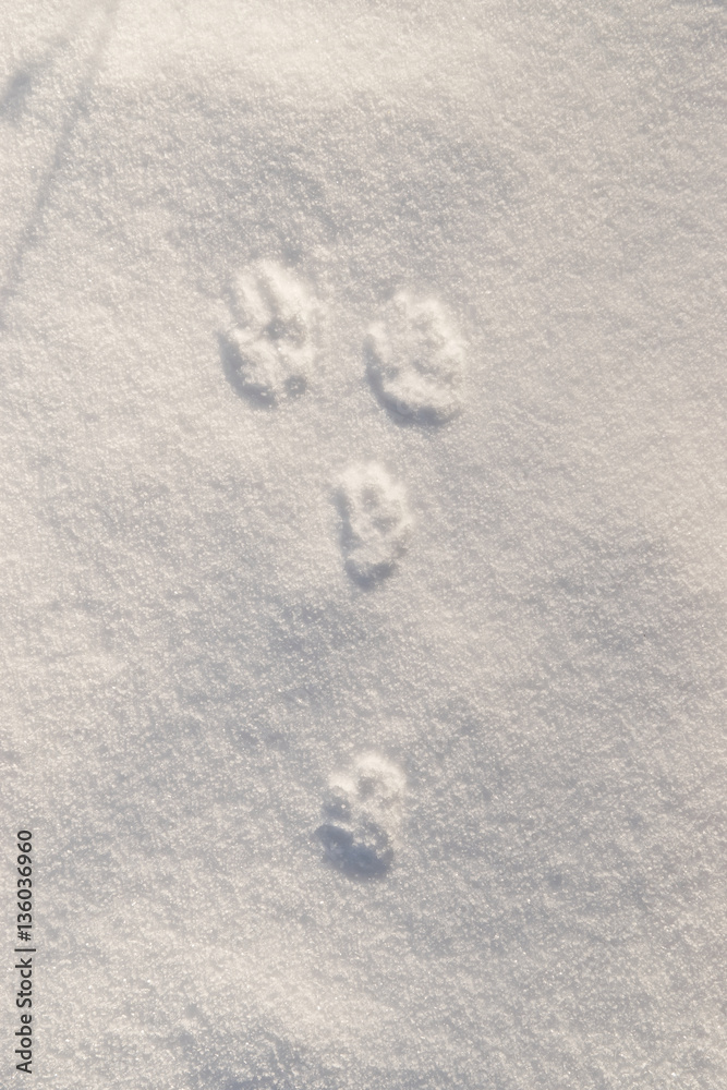 Closeup of hare tracks on snow in winter. Closeup of hare tracks on snow in winter.