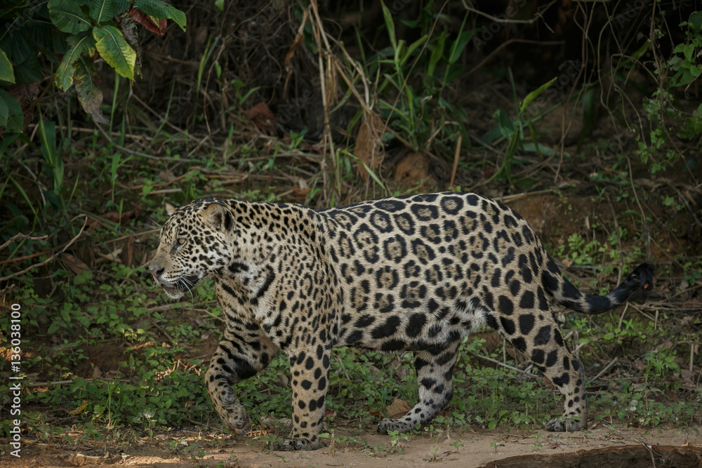 American jaguar is walking by the river in the nature habitat, panthera onca, wild brasil, brasilian wildlife, pantanal, green jungle, big cats American jaguar is walking by the river in the nature habitat, panthera onca, wild brasil, brasilian wildlife, pantanal, green jungle, big cats