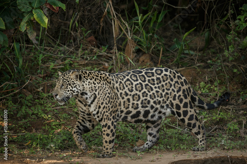 American jaguar is walking by the river in the nature habitat, panthera onca, wild brasil, brasilian wildlife, pantanal, green jungle, big cats
