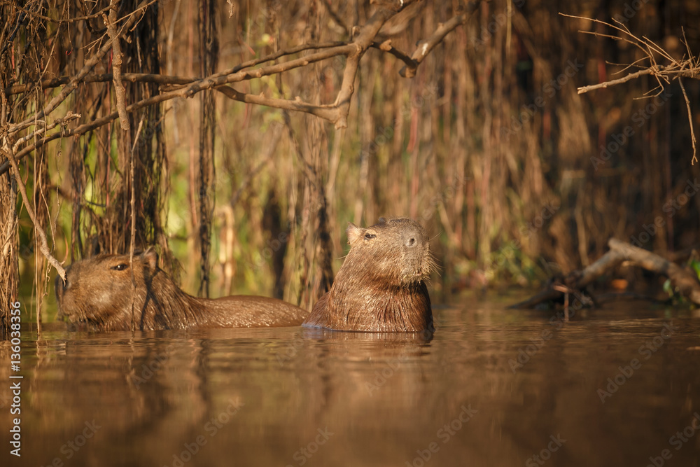 capybara in the nature habitat of northern pantanal, biggest rondent, wild america, south american wildlife, beauty of nature, giants 