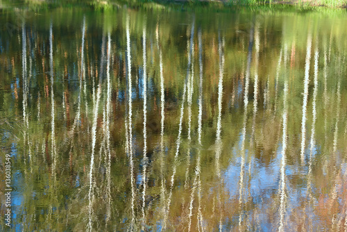 reflected in the smooth surface of birch forest forest lake. Abstract artistic image.  