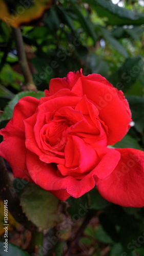 rosa rossa