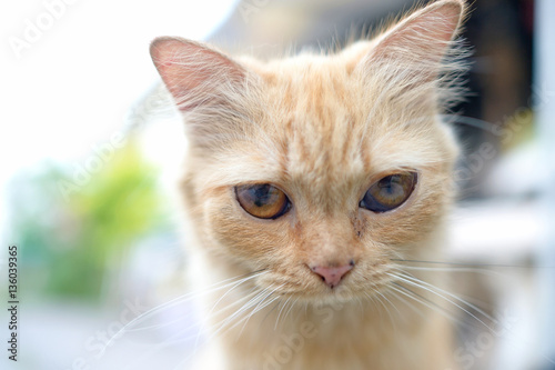 close up orange cat © anake