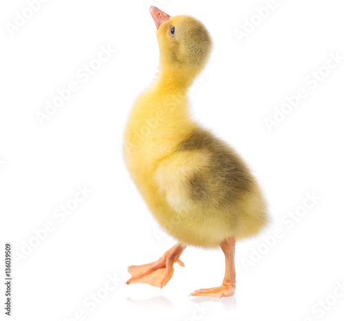 Cute little newborn yellow fluffy gosling. One young goose isolated on a white background. Nice bird.