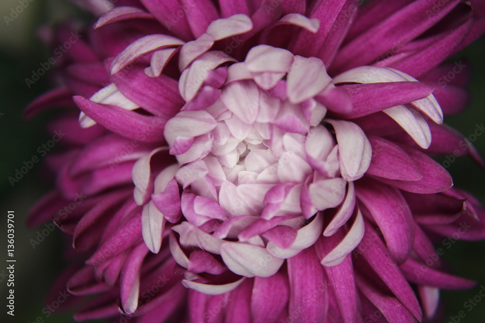 flowewrs flowewrs